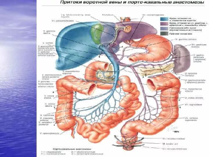 Кровообращение воротной вены. Воротная система печени анатомия. Система воротной вены анатомия. Воротная Вена печени анатомия.