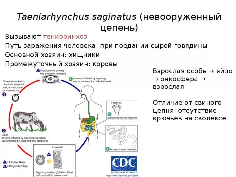 Жизненный цикл бычьего цепня начиная с яиц