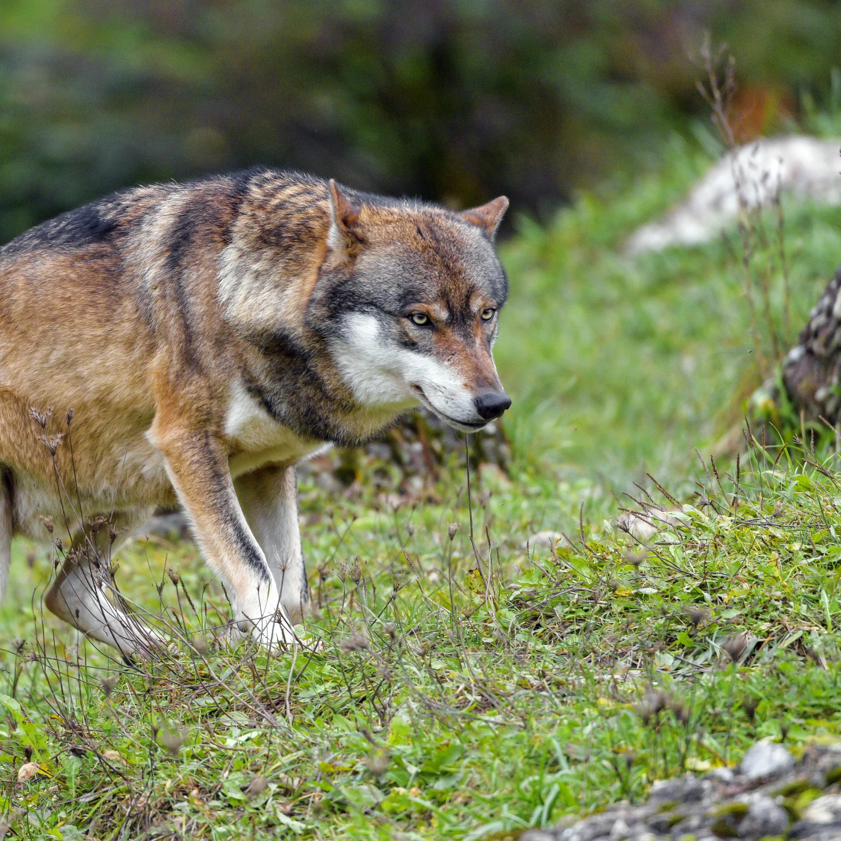 Pin on Dogs of a different type Wolf dog, Beautiful wolves, Wolf pictures