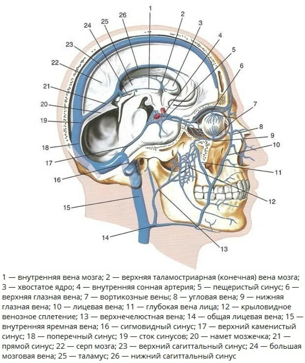 Синусы оболочки головного мозга. Верхний Сагиттальный синус твердой мозговой. Синусы тердомозговой оболочки мозга. Верхний Сагиттальный синус анатомия. Затылочный синус твердой мозговой.