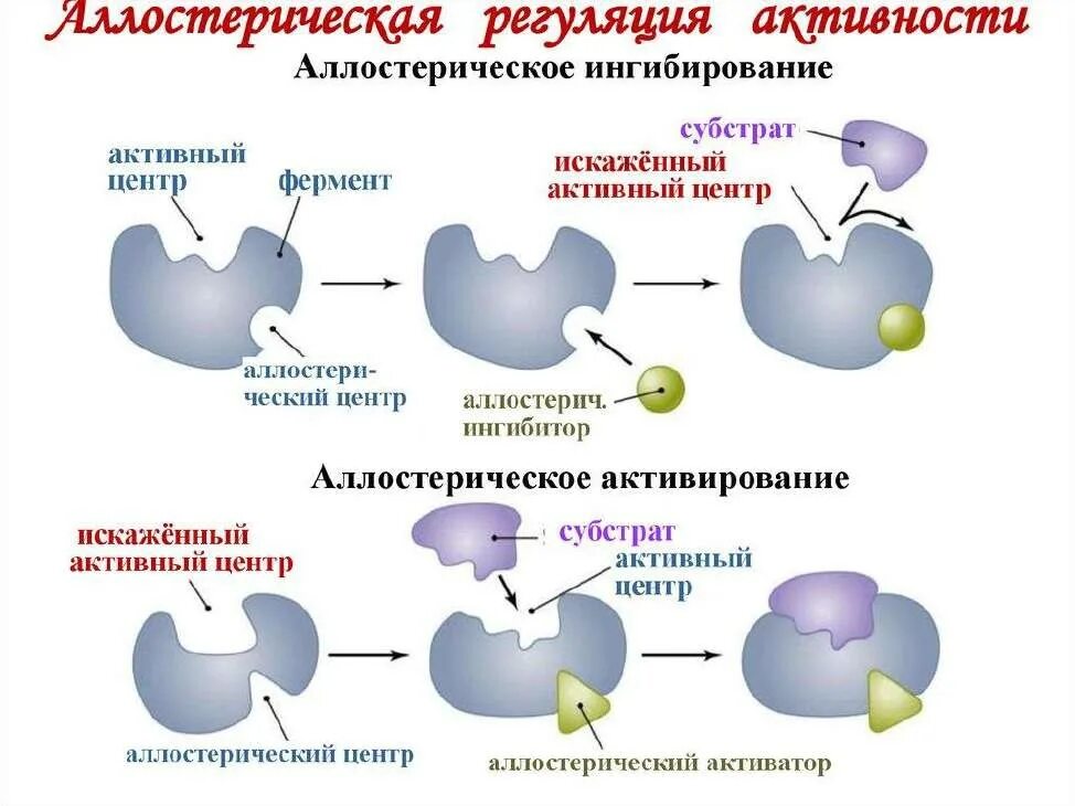 Схема регуляции активности аллостерического фермента. Аллостерическая регуляция активности ферментов. Регуляция активности ферментов аллостерическая регуляция. Аллостерический механизм регуляции активности ферментов.