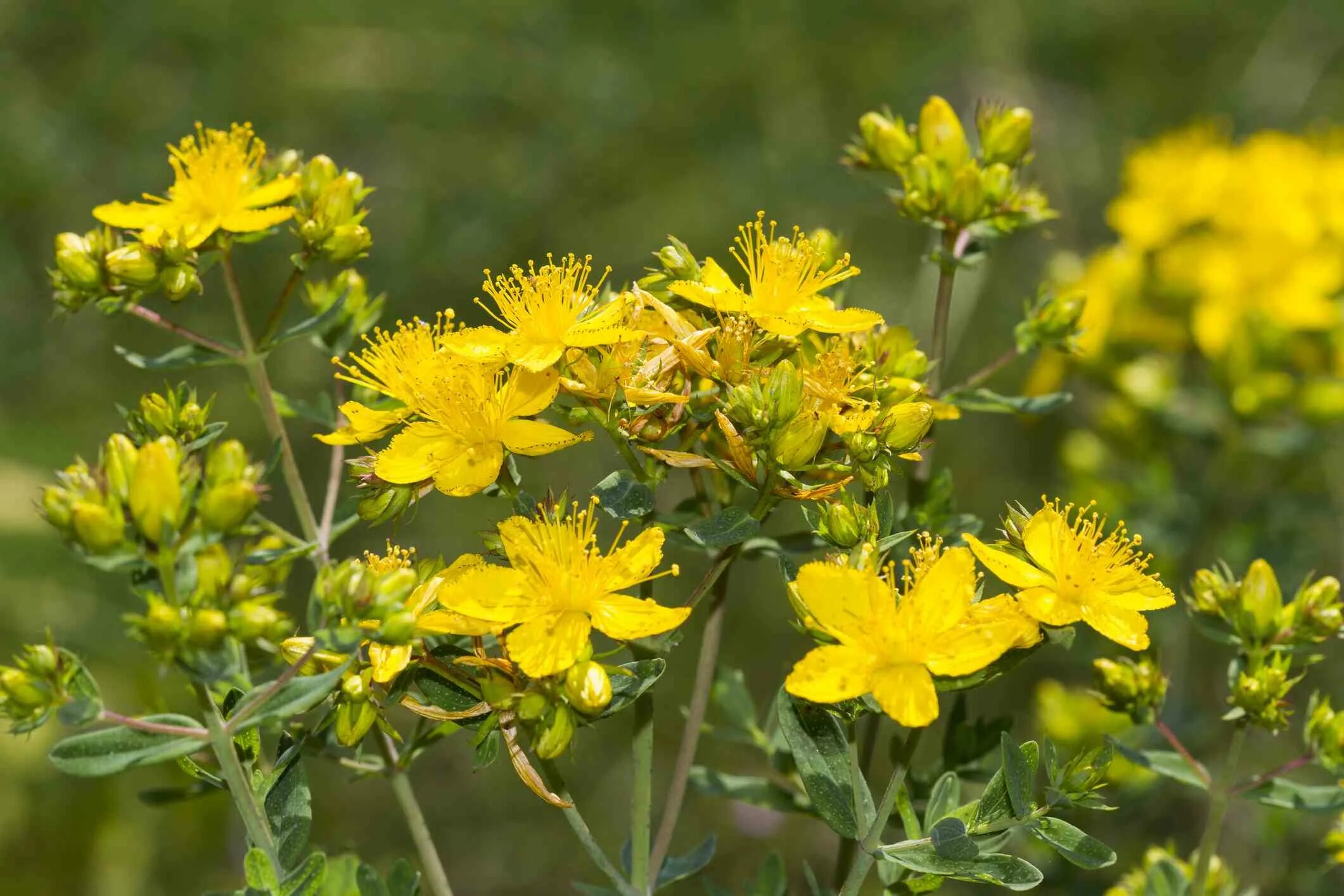 Зверобой эффект. Зверобой продырявленный (Hypericum perforatum). Зверобой обыкновенный Hypericum perforatum. Зверобой обыкновенный (Hypericum perforatum l.). Зверобой продырявленный (обыкновенный) - Hypericum perforatum l..