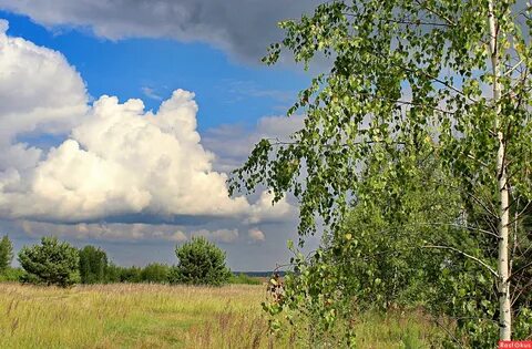 Родные березы