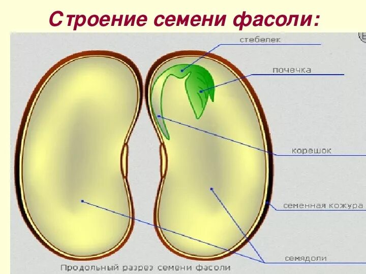 Строение двудольного семени фасоли. Строение зародыша семени фасоли. Семя в разрезе семядоля. Строение зародышевого семени.