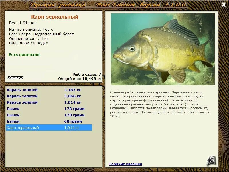 Ловить лицензию. Карп зеркальный. Зеркальный Карп вес. Русская рыбалка 3 Ахтуба Карп зеркальный. Русская рыбалка 3 карпы.