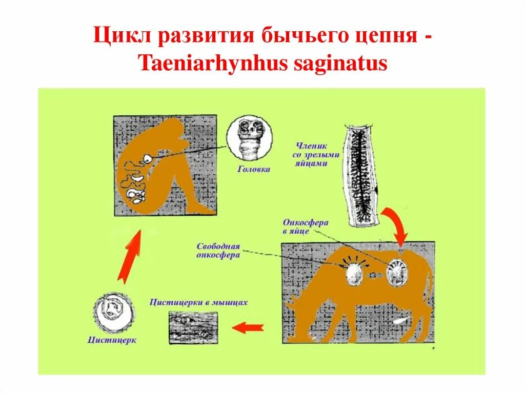 Жизненный цикл бычьего цепня начиная с яиц