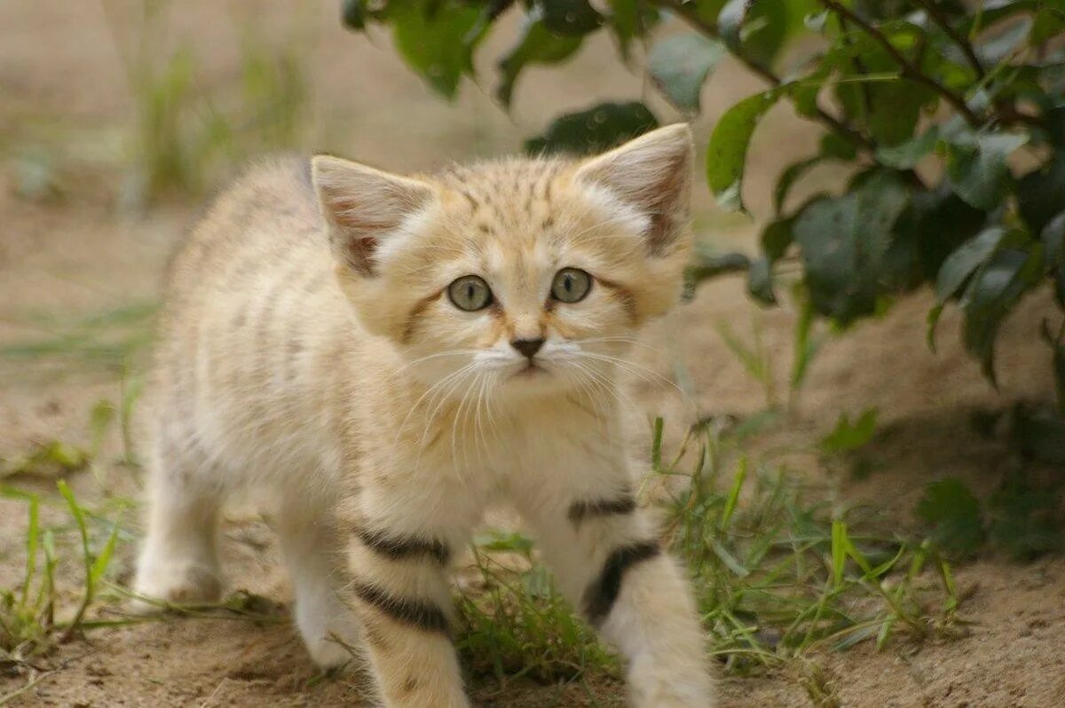 Кошки которые всегда маленькие. Котята барханной кошки. Барханная кошка. Песчаная барханная кошка. Кошка породы барханный кот.