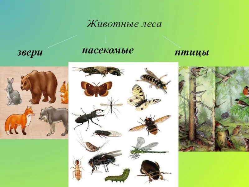Насекомое это зверь. Полосатые звери. Паразитские насекомые. Гибриды животных. Насекомое это зверь.