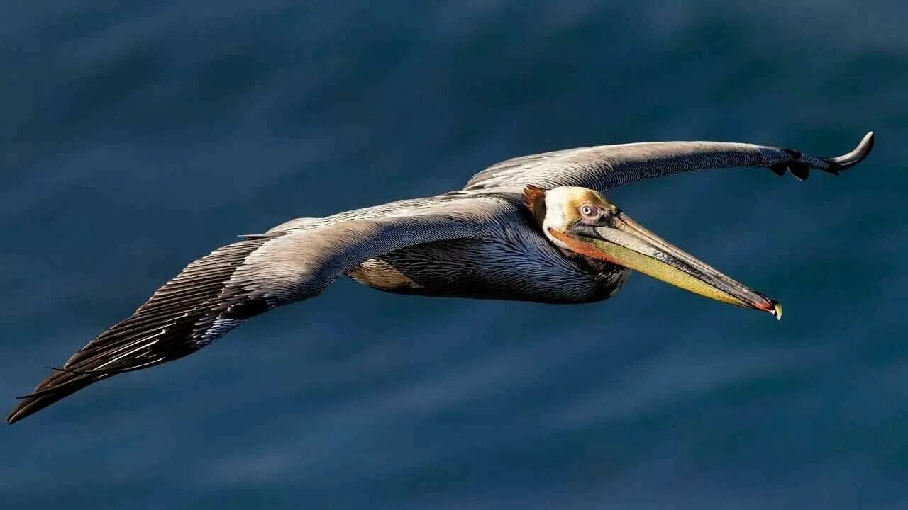 FWC призывает людей не кормить диких пеликанов