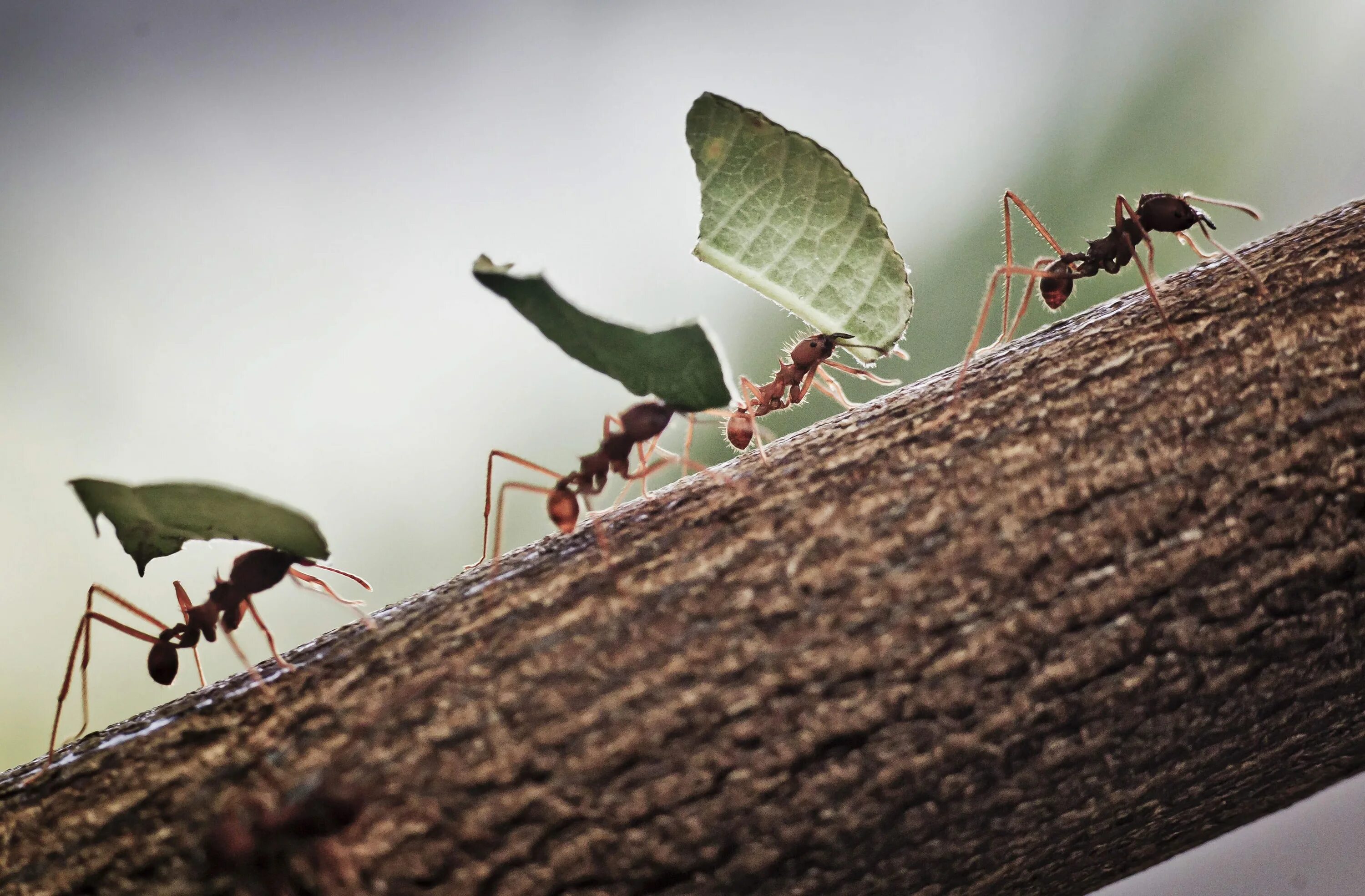 Colobopsis explodens. Муравей. Муравьи в муравейнике. Ant building. Приспособление муравьев.