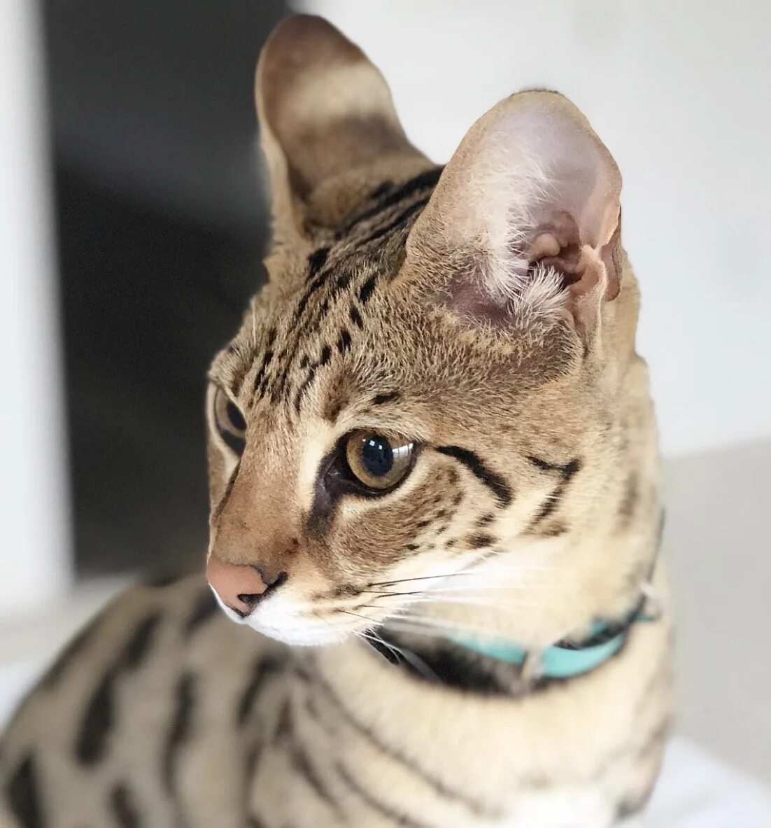 Саванна (порода кошек). Саванна кошка уши. Самые красивые породы кошек. Модные породы кошек 2019.