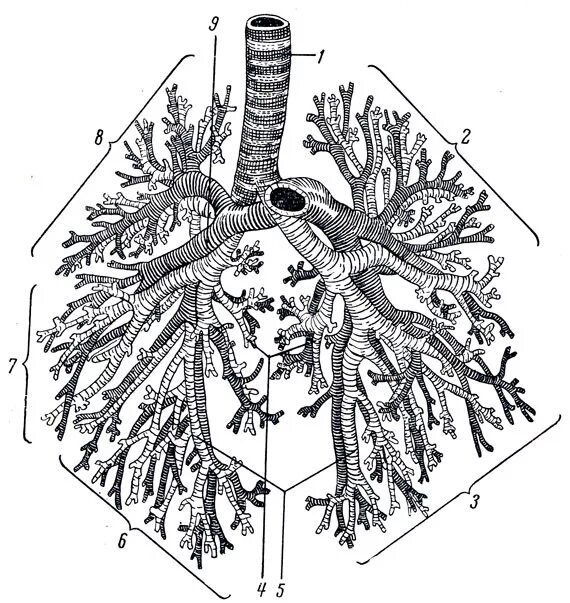 на рисунке бронхиальное дерево обозначено цифрой