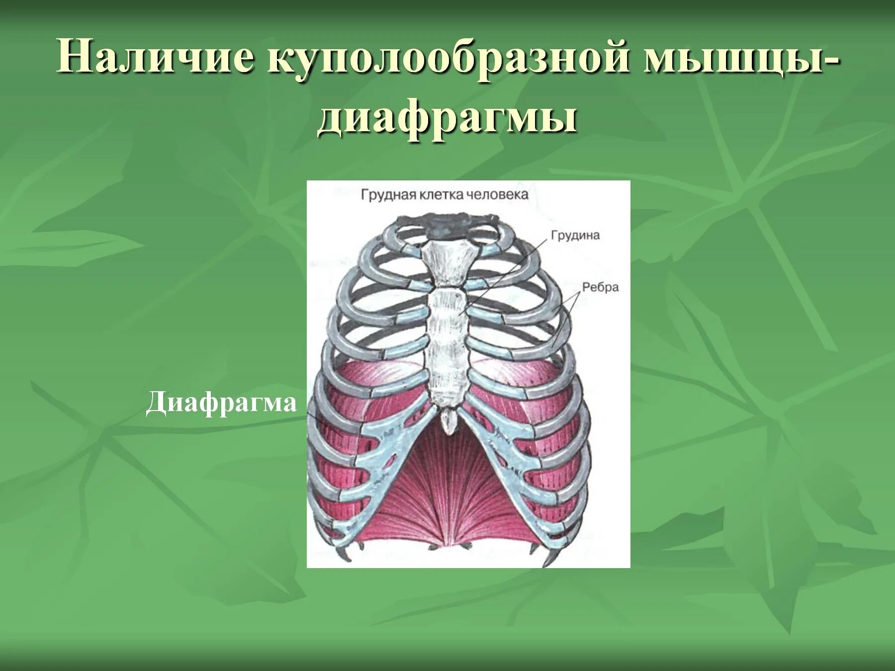 Диафрагма грудной клетки. Диафрагма грудной клетки человека. Диафрагма млекопитающих. Мембрана грудной клетки. Наличие диафрагмы у млекопитающих