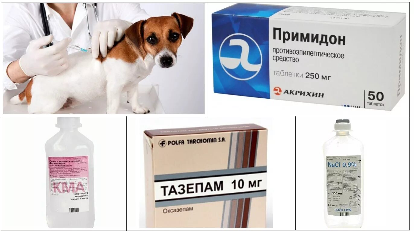 Эпилепсия у собак причины. Препараты при эпилепсии у собак. Препараты от эпилепсии для собак. Таблетки от эпилепсии для собак. Лекарства для животных.