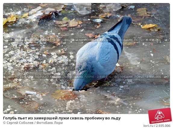 Голубь пьющий воду. Голубь на льду. Голубь пьет из лужи. Голубь пьет.