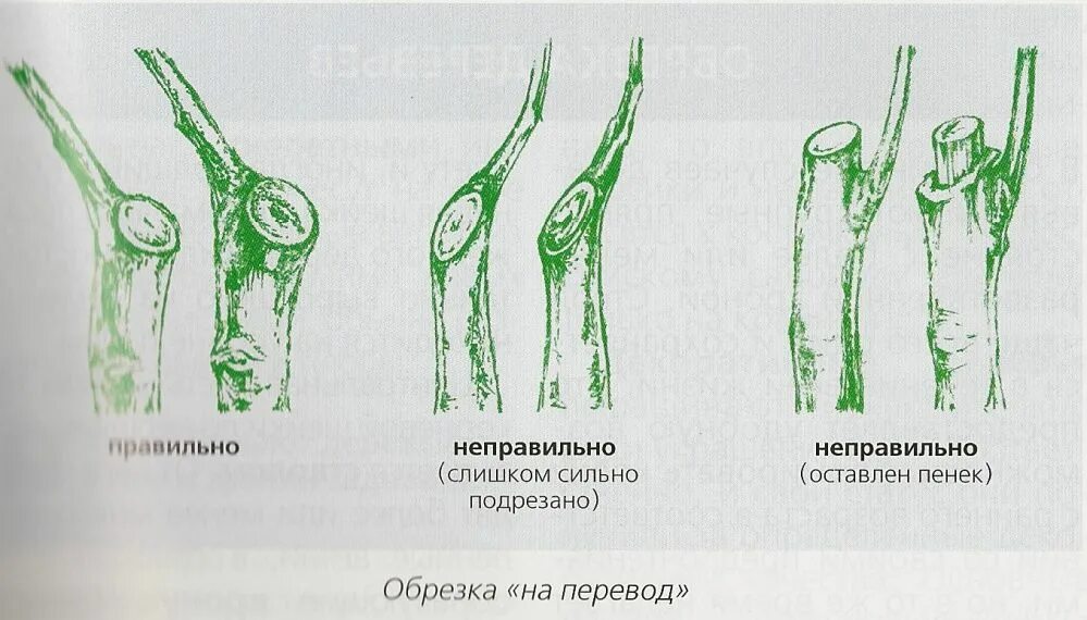 Как правильно спилить ветки. Спил ветки на кольцо. Как правильно обрезать ветку яблони на кольцо. Приспособление для отгиба веток яблони. Спиленные ветки деревьев.