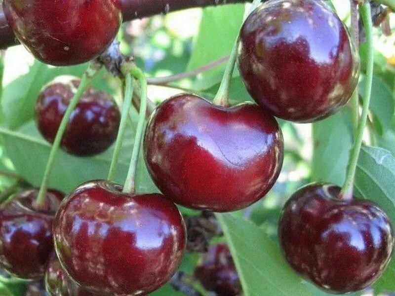 Какой сорт вишни самый сладкий. Черевишня Дюк. Вишня Подбельская. Вишня гриот Россошанский. Вишня Чернокорка.