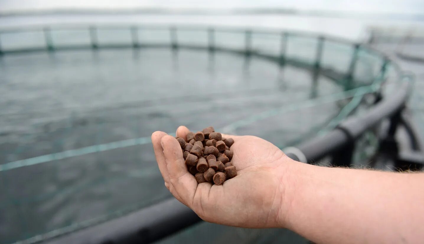 Feed for fish. Корма для аквакультуры. Производство корма для рыб. Корма для рыб. Корма для форели.