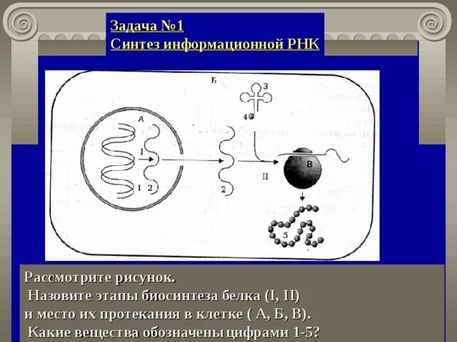 Биосинтез задания егэ. Биосинтез белка процессы стадии. Этапы биосинтеза белка рисунок этапы. Биосинтез белков этапы. Этапы белкового синтеза рисунок.