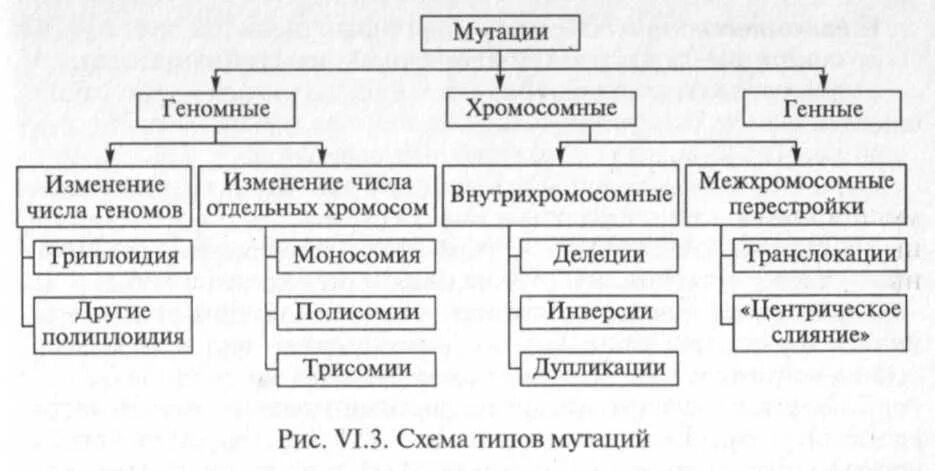 Формы мутации. Генные геномные хромосомные мутации схема. схема классификация геномных мутаций. генные геномные хромосомные мутации таблица. виды хромосомных мутаций схема.
