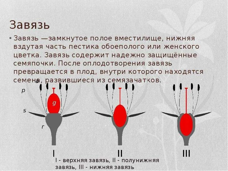 Завязь и семяпочка. Схема строение цветка биология 6. Завязь и семяпочка. Завязь семязачаток. Семязачаток цветкового растения.