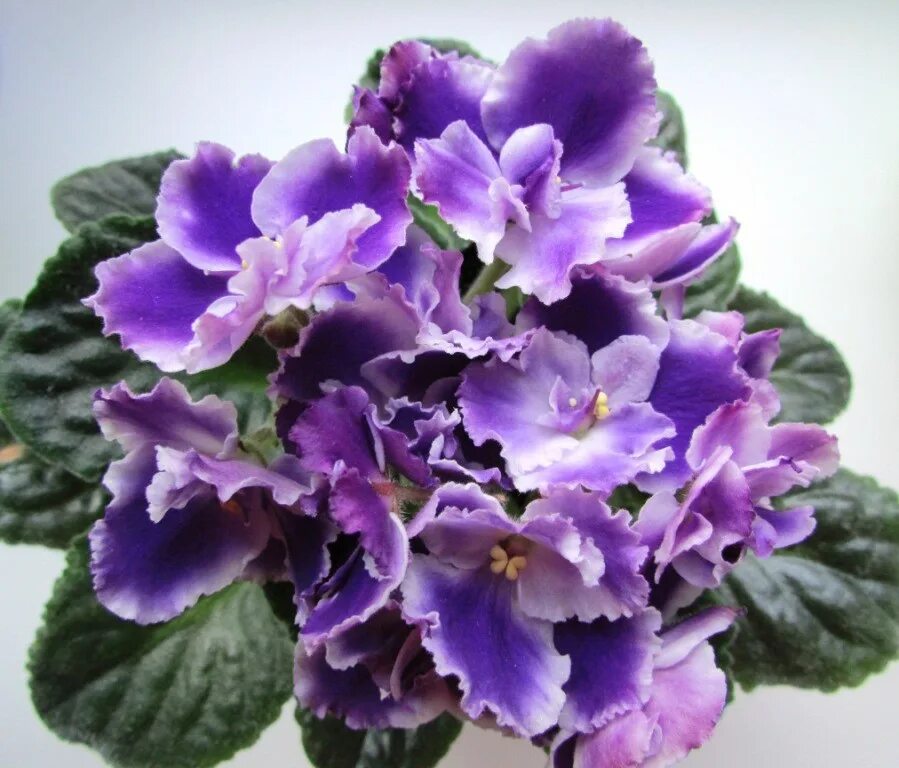 фиалка optimara cora. фиалки рапсодия. фиалка рапсодия. фиалка оптимара рапсодия. фиалки рапсодия.