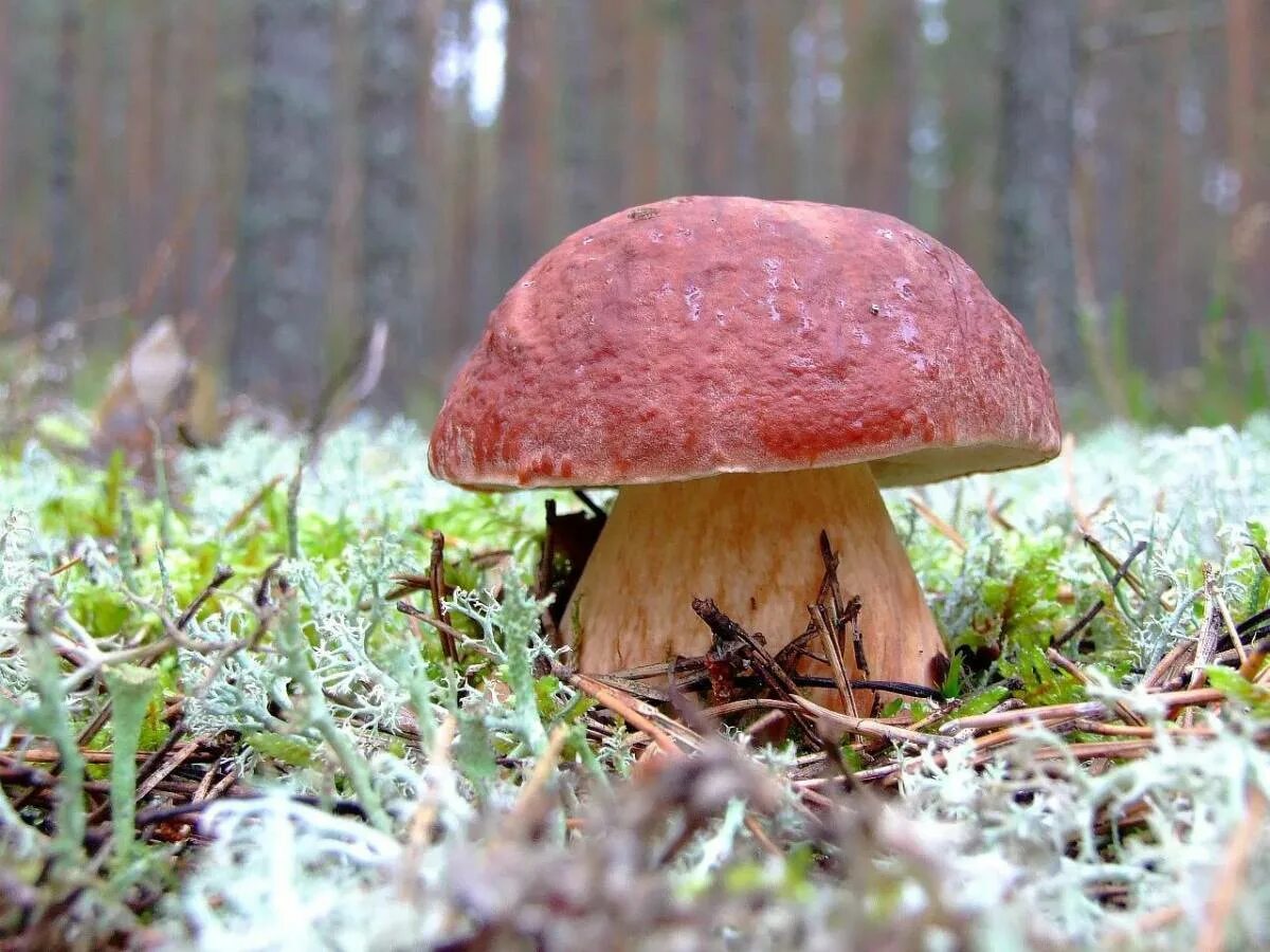 Белый гриб Боровик. Боровик - белый гриб Боровик. Боровик гриб фото. Boletus edulis – белый гриб. Боровик 5