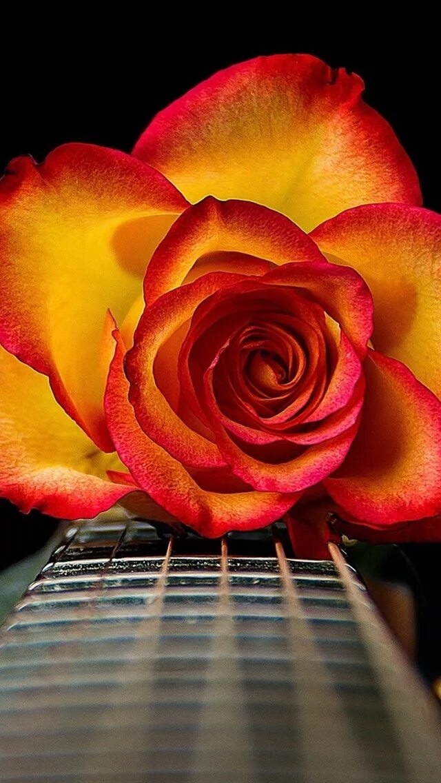 Цветы для музыканта. Цветы для музыканта. Электрогитара и цветы. Гитара цветы. Цветы гитара микрофон.