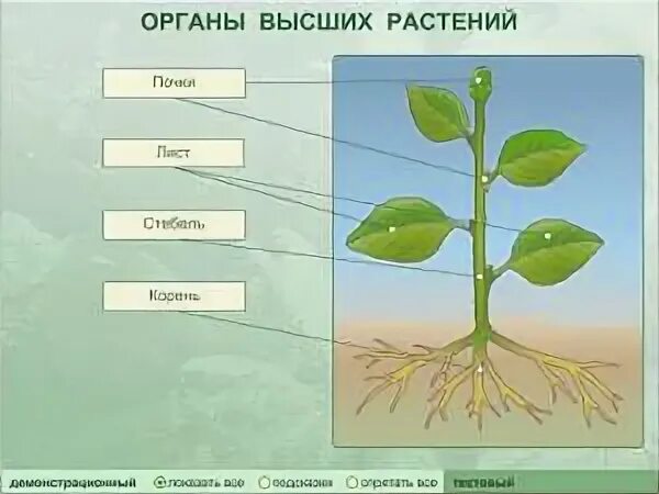Какого строение тела высших растений. Органы растений. органы высших растений. вегетативные органы высших растений. основные вегетативные органы растений.