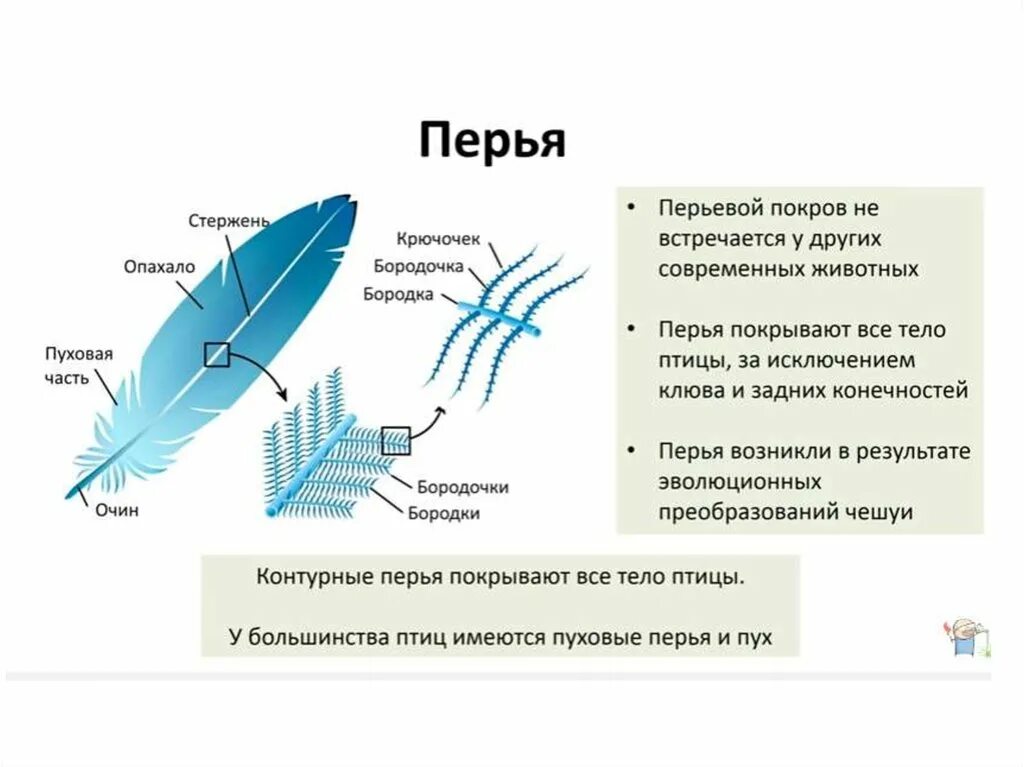 Характеристика пера птицы. Строение покровов тела у птиц. Перьевой Покров птиц. Особенности строения Покрова птиц. Особенности строения пера птицы.