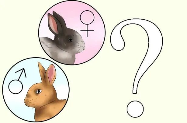 Кролик как отличить. Определение пола у кроликов. Определить пол крольчонка. Кролик мальчик и девочка различия.