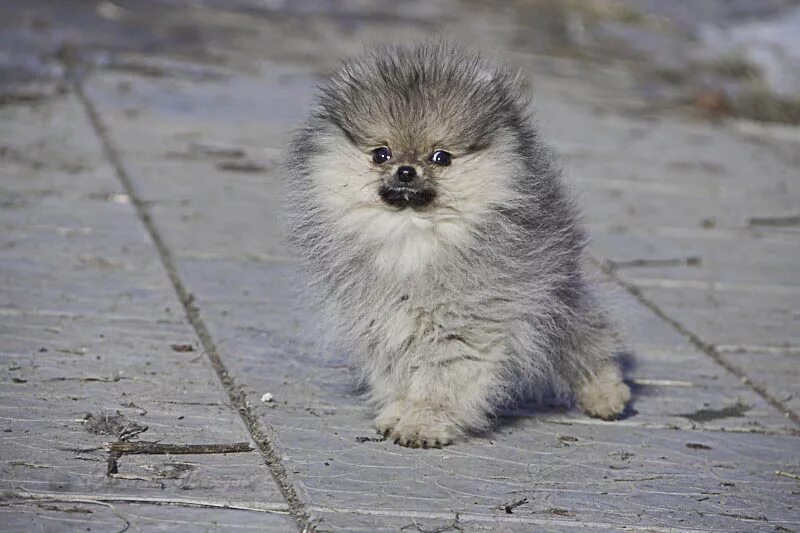 ркф шпиц померанский. питомник собак шпиц померанский. вэнс валенсия померанский шпиц. померанский шпиц оранж щенки. померанский шпиц оранжевый окрас.