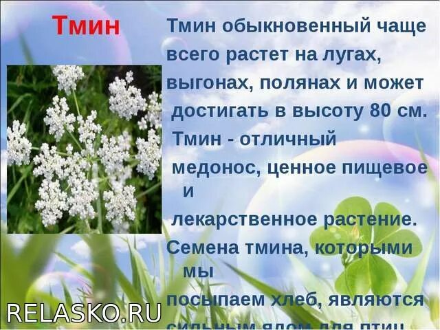 Сообщение о растении Луга. Растения Луга 2 класс. Рассказ о Луговом растении. Сообщение о растении на лугу. Прогноз 3 луга