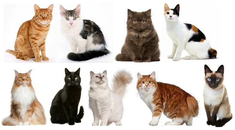 Окрас и тип шерсти кошек. Разнообразие пород кошек. Разные окрасы кошек. Кошки разных цветов. Много видов котов.