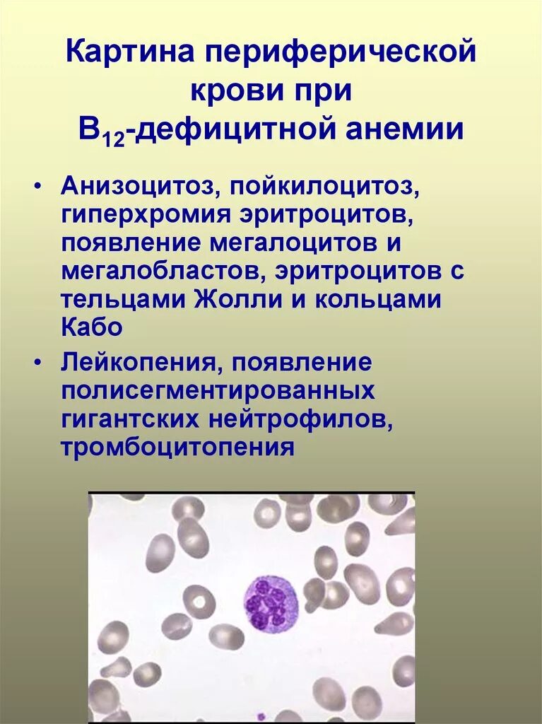 В12 в эритроцитах. В12 в эритроцитах