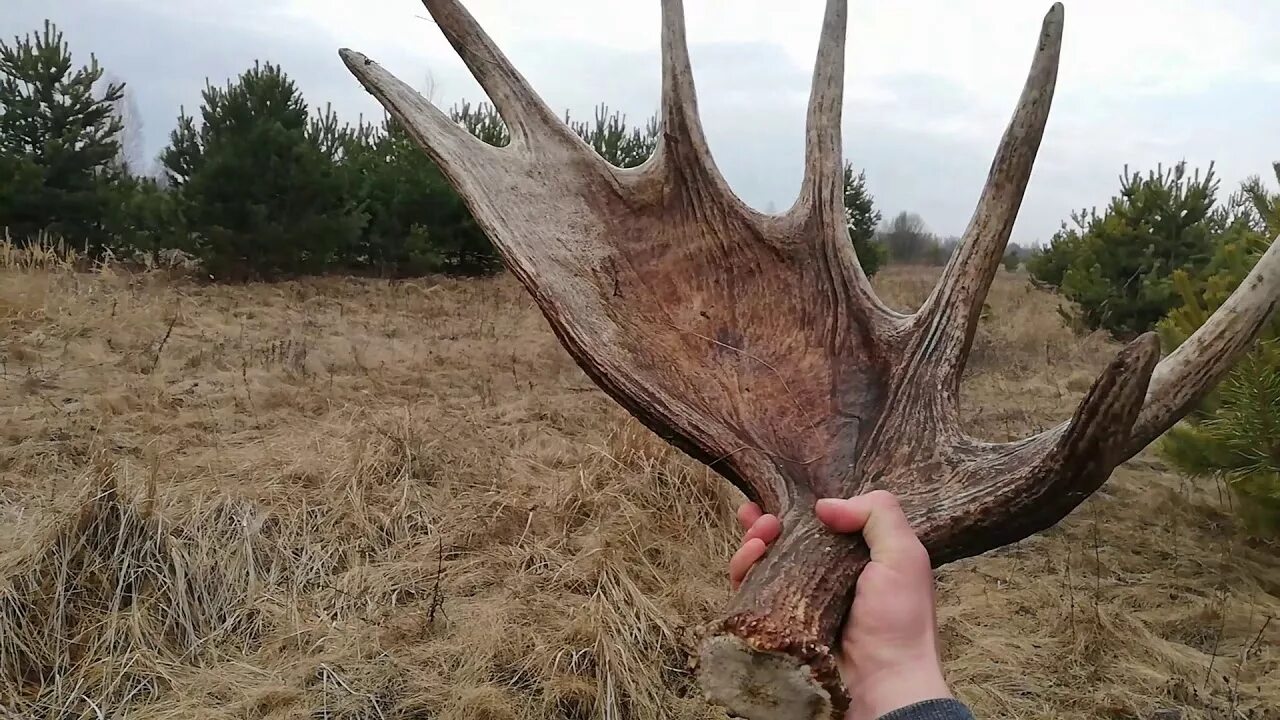 Рога лося. Ищут рога лося. Лосиные рога в лесу. Рога лося видео