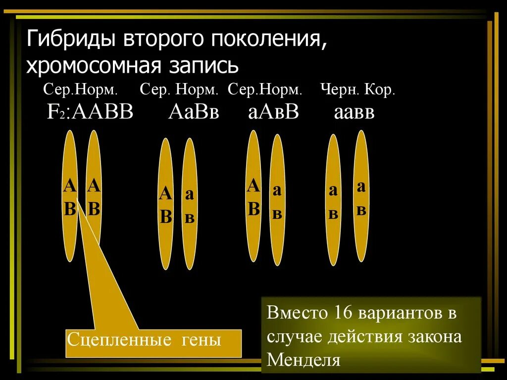 Гибриды второго поколения. Поколения гибридов. Гибриды 1 и 2 поколения. Гибрид второго поколения обозначение. F2 гибриды второго поколения таблица.