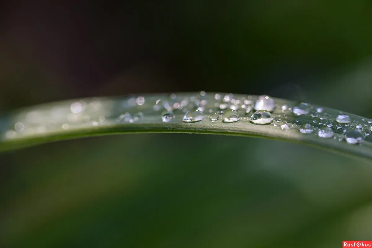 роса на траве. роса дождь и снег. медвяная роса. роса осадки. капли росы.