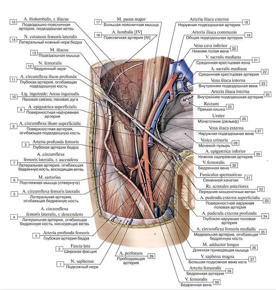 Внутренняя поверхность вены. Нижняя надчревная артерия. Глубокая артерия огибающая подвздошную кость. Наружная подвздошная артерия и Вена. Анатомия общей подвздошной артерии топография.