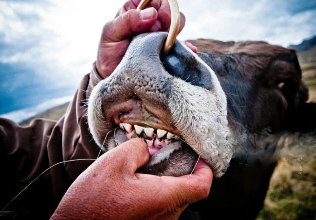 Бельгийская овчарка малинуа. Мегалодон клык. Кархародон мегалодон. Мегалодон акула монстр. Малинуа.