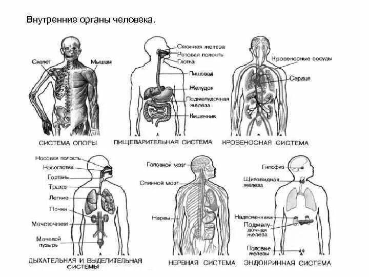 Система внутренних органов человека