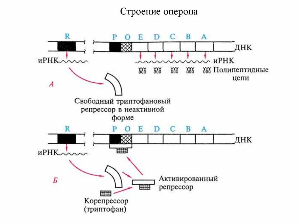 Триптофановый оперон. Триптофановый оперон