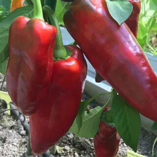 D pepper
