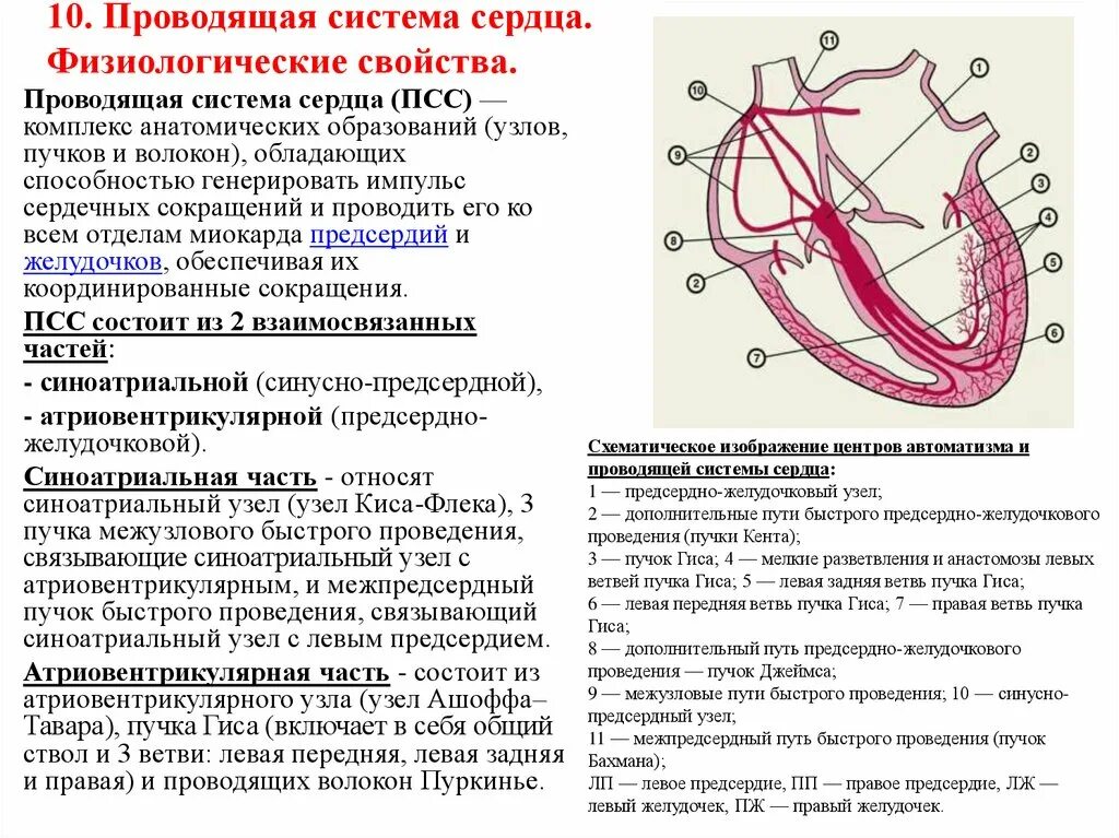 Почему образуются узлы. Проводящая система сердца синоатриальный узел. Проводящая система сердца патофизиология. Проводящая система сердца строение и функции. Проводящая система сердца патологические пучки.