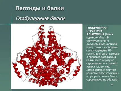 Описание белка альбумина