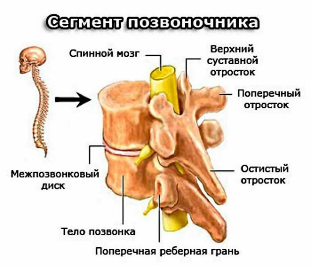 Строение сегмента позвоночника. Двигательный сегмент позвоночника. Анатомия позвоночного двигательного сегмента. Сегмент спинного мозга межпозвонковый диск.