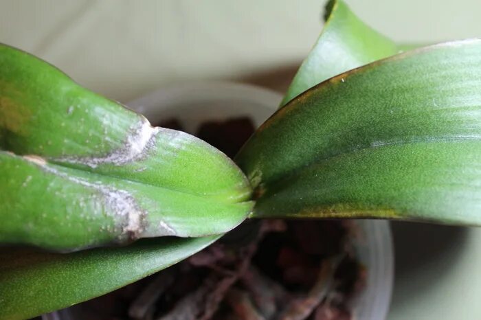 Трипсы на орхидеях фаленопсис. Трипсы на орхидеях. Диффенбахия трипсы. Дендробиум трипсы. Болезнь орхидеи трипс.