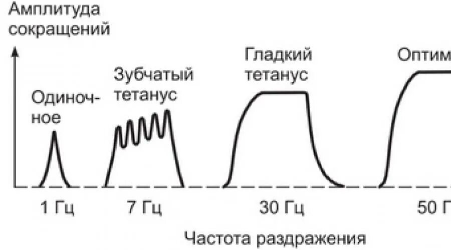 Зависимость характера мышечного сокращения от частоты раздражения. Оптимум и пессимум частоты раздражения. Оптимум и пессимум частоты раздражения скелетной мышцы. Одиночное сокращение мышцы,тетанус. Максимальная величина раздражителя