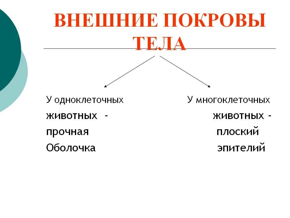 Покровы тела животных 8 класс биология таблица. Покровы тела животных. Функции покровов тела животных. Внешний Покров животных. Покров тела разных животных.