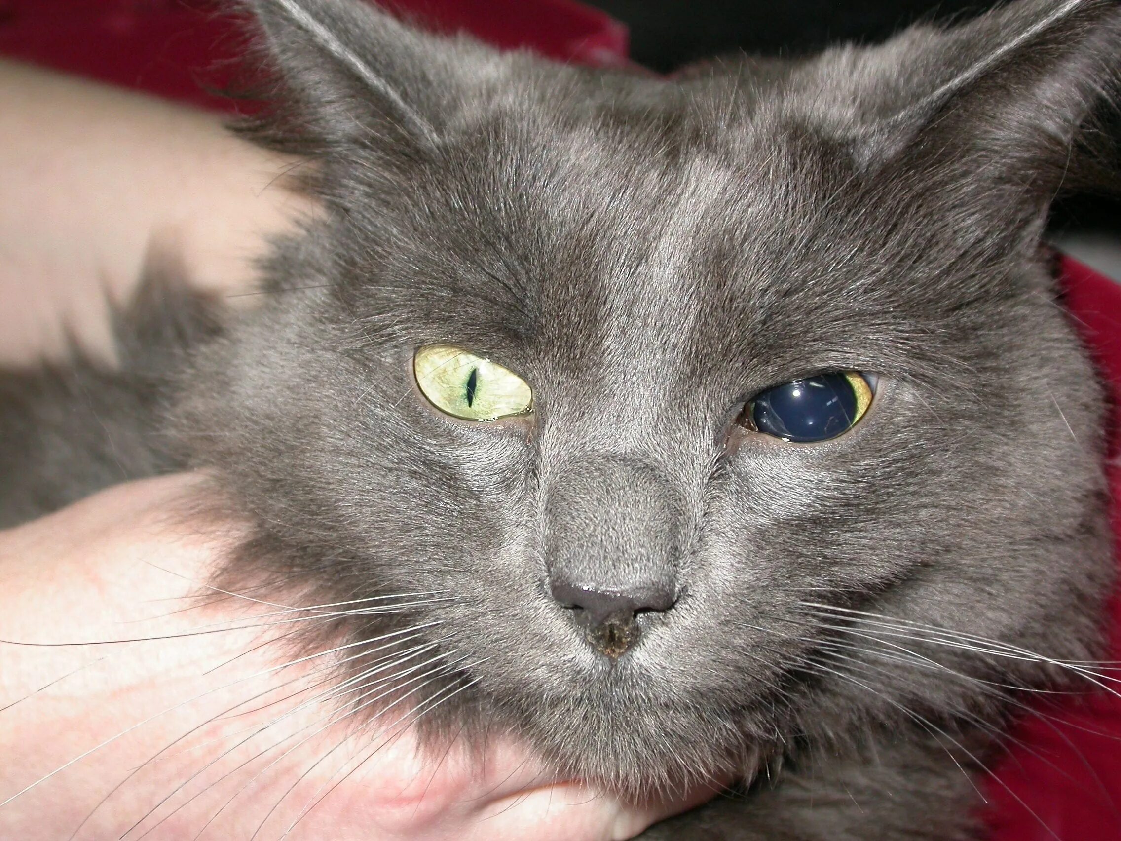 Анизокория у кошек. Разные зрачки у кошки. Зрачок кошки.